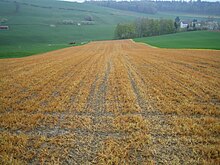 A field after application of a herbicide Direktsaat Probleme001.JPG