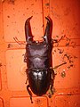 Dorcus titanus castanicolor 한반도 아종