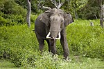 Elephas maximus (Bandipur)