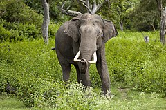 ♂ Индийски слон