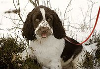 English Springer Spaniel from Norway