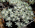 Eriogonum wrightii