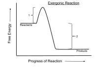 An exergonic reaction (such as cellular respiration) is a reaction that releases free energy in the process of the reaction. The progress of the reaction is shown by the line. Activation energy (1) slows down the reaction. The change of Gibbs free energy (DG) in an exergonic reaction (that takes place at constant pressure and temperature) is negative because energy is lost (2). Exergonic Reaction.svg