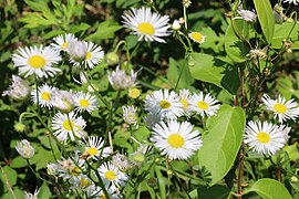 Unknown fleabane