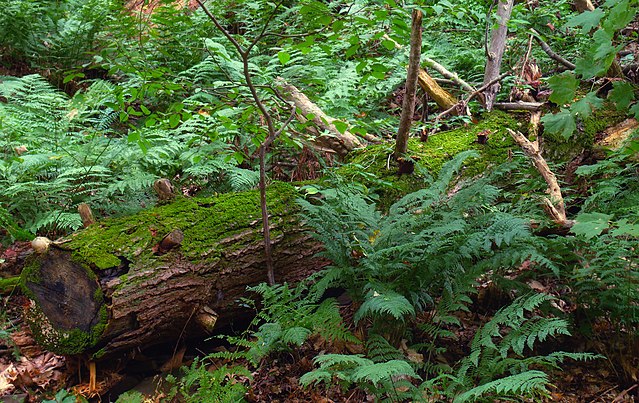 Ferns in a forest