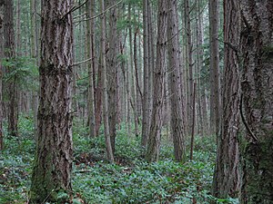 Will forests, like this one on San Juan Island...