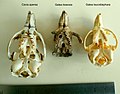 Miniatura para Galea leucoblephara littoralis