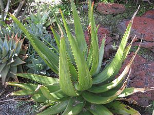 Aloe harlana (en).