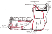 Superfície externa da mandíbula. O entalhe mandibular é rotulado no canto superior direito