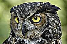 220px-GreatHornedOwl-Wiki.jpg