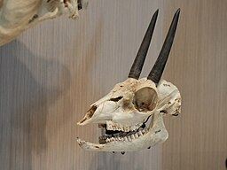 Grysbok (Raphicerus Melanotis) skull on display at Burke Museum of Natural History and Culture in Seattle, Washington.