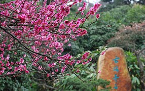 Albercoquer japonès (Prunus mume) al jardí de les prunes, Jiangsu