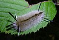 Larva