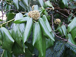 Hedera colchica levelek és virágok