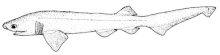 Hexanchus griseus (Bluntnose sixgill shark).gif