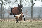 Size varies greatly among horse breeds, as with this full-sized horse and small pony (possibly a miniature horse.