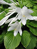 Hosta plantaginea Funkia babkowata 02.jpg