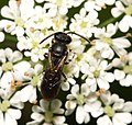 Hylaeus confusus (engmaskebi)