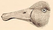 Černboílá kresba zobáku, na které jsou patrné klapky na jeho konci