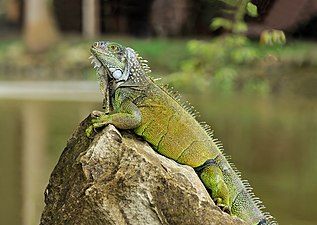 Iguana ijau di Ekuador