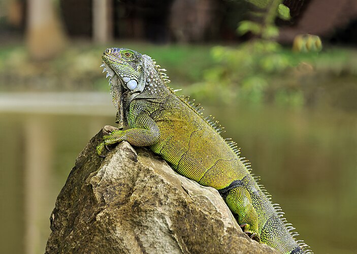 Обыкновенная, или зелёная игуана (Iguana iguana)