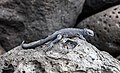 18. Tengeri leguán (Amblyrhynchus cristatus) a Lobos-sziget partján (Galápagos-szigetek, Ecuador) (javítás)/(csere)