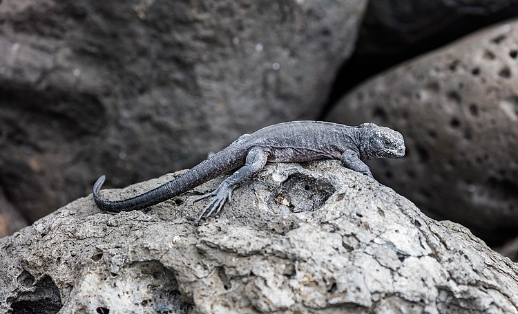 Молодая морская игуана (Amblyrhynchus cristatus) греется на скалах острова Лобос, Галапагос