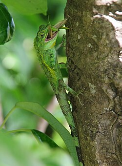 オキナワキノボリトカゲ