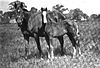 1913 Epsom Oaks winner Jest with her 1918 colt, the 1921 Derby winner, Humorist.