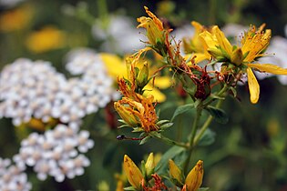 Millepertuis (Hypericum perforatum).