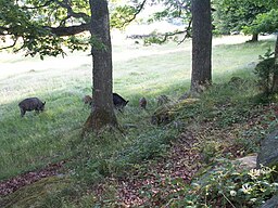 Ekar samsas med vildkaprifol och vildsvin, i en av de centrala dalsänkorna. Foto från juli 2005.