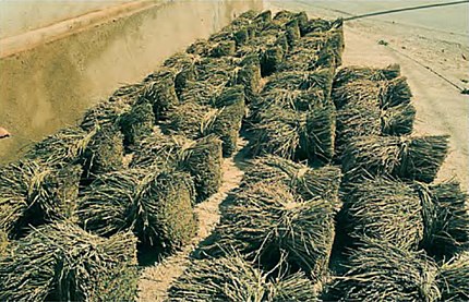 La Cava (Baix Ebre), 4 d'octubre de 1981