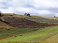 Campos de batata