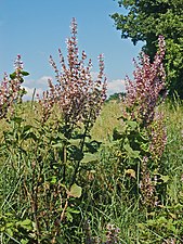 Habitat