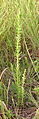 Lespedeza sericea plant growing in Kansas. This plant was 2 1/2 feet tall. Taken in September 2013.