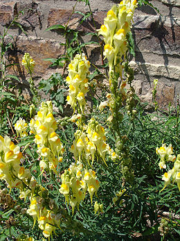 Paprastoji linažolė (Linaria vulgaris)