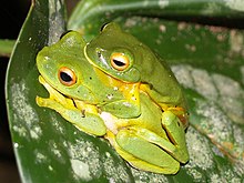 Orange-thighed frogs in amplexus