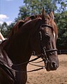 http://upload.wikimedia.org/wikipedia/commons/thumb/9/98/Liver_chestnut_horse.jpg/96px-Liver_chestnut_horse.jpg