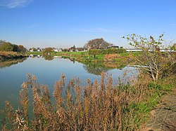 大落古利根川と中川の合流点（左側が増森）