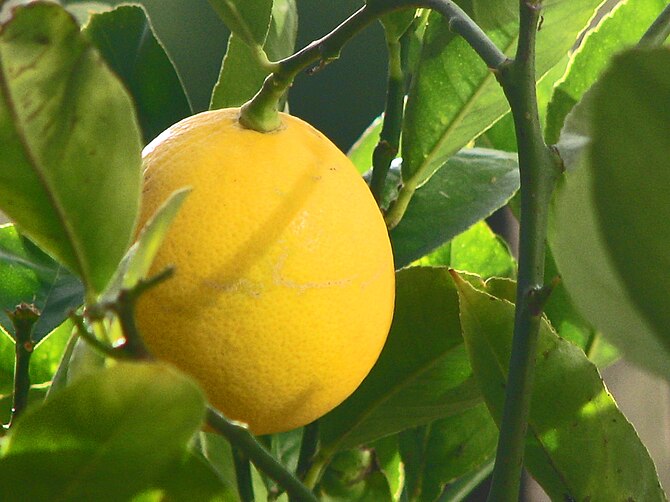 English: The Meyer lemon, Citrus × meyeri.