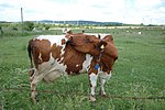 photo couleur d'une vache pie rouge sans corne. La morphologie est fine et la mamelle développée.