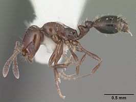 Monomorium ebeninum