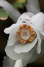 Each of ten anthers open via two curving slits.