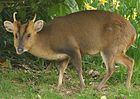 Muntjac de Reeve