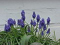 Muscari armeniacum