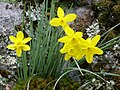 Blüten von Narcissus rupicola