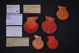 Mimachlamys sanguinea