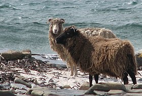 Image illustrative de l’article North Ronaldsay (mouton)