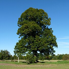 Arbre remarquable : tilleul à grandes feuilles.