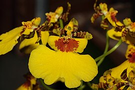 Oncidium varicosum